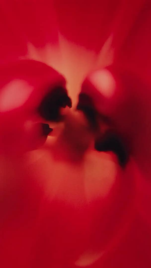 Heartlifepassion 0238360 Lysere Stoerre